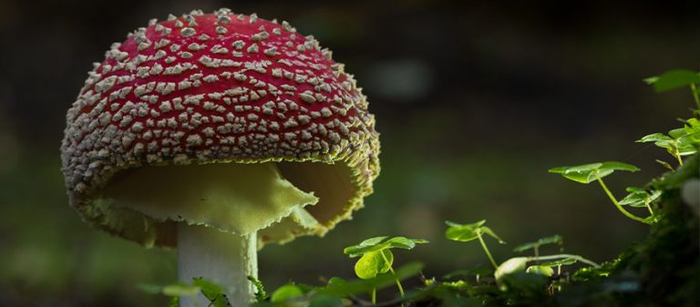 gezdikçe gördükçe