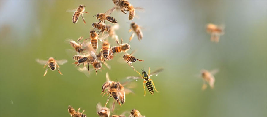 BİYOLOJİDEN DEMOKRASİYE: ARILAR, AHLAK VE EKOLOJİK DİRENİŞ